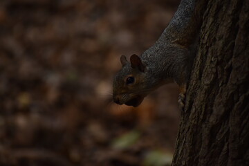 Squirrel in the park.