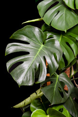 close up of a monstera leaf © Creative Ai Studio