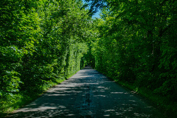 droga tunel drzewa krzewy las szlak lato wiosna warmia mazury warmińsko-mazurskie podróż