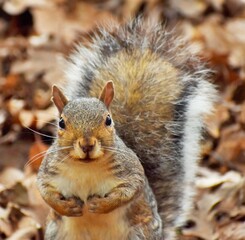 Squirrel in the park.