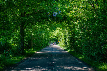 droga tunel drzewa krzewy las szlak lato wiosna warmia mazury warmińsko-mazurskie podróż - obrazy, fototapety, plakaty