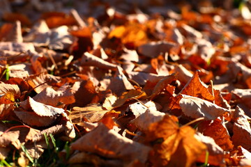 Ground is strewn with bright brown orange dry fallen leaves of linden tree on warm autumn sunny day closeup. Trees prepare for winter and shed their foliage