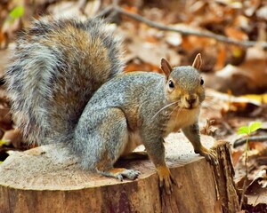 Squirrel in the park.