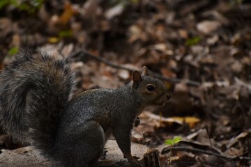 Squirrel in the park.