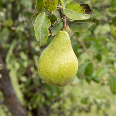 ripe pear hanging on branch in garden