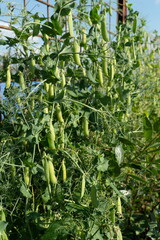 Edible podded pea winding with a lush leaf tendril on a garden on a sunny summer day during the growing season. Vertical shot.