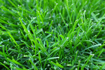 Green grass up close