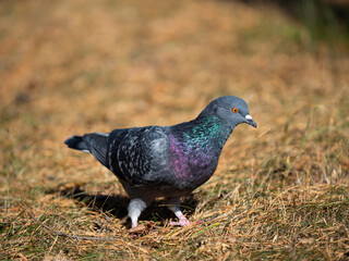 Gray pigeon walks on pine needles in the forest.