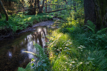 magical light on the bank of a remote river in the forest tranquility and relaxation in nature
