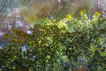 Obraz premium dreamlike summer reflection of green beech leaves in calm water of a remote forest lake