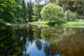 scenic reflection of green leaves in calm water of a remote forest lake idyllic nature background