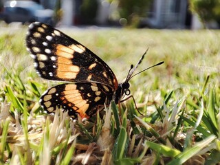 butterfly on grass