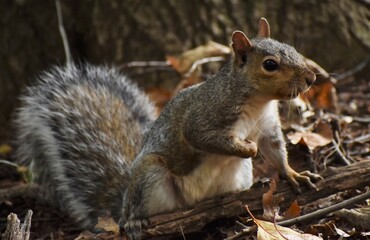 Squirrel in the woods