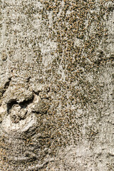 corteccia