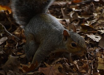 Squirrel in the woods