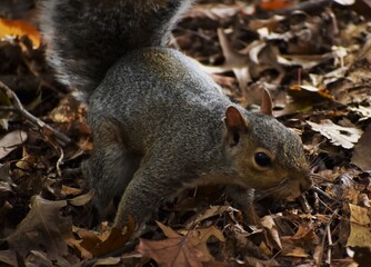 Squirrel in the woods