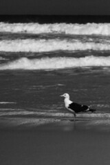 seagull on the beach