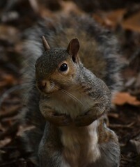 Squirrel in the woods