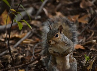 Squirrel in the woods