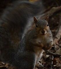 Squirrel in the woods