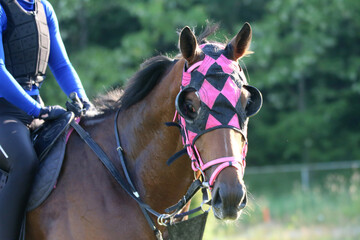 Head shot closeup portrait of a young racehorse - obrazy, fototapety, plakaty
