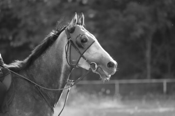 Head shot closeup portrait of a young racehorse