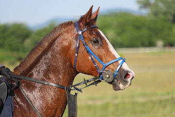 Head shot closeup portrait of a young racehorse