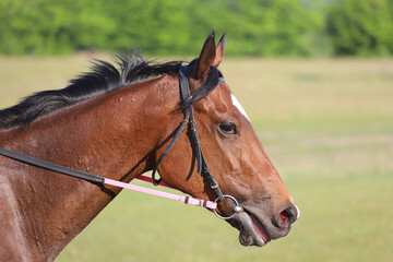 Head shot closeup portrait of a young racehorse