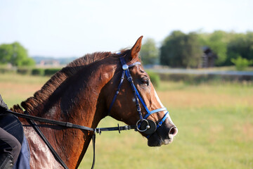 Head shot closeup portrait of a young racehorse