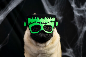 Halloween pug dog dressed in costume and green Frankenstein mask sits on a black background with...