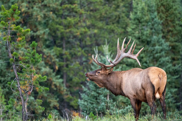 A magnificent bull elk bugling with the trees in background