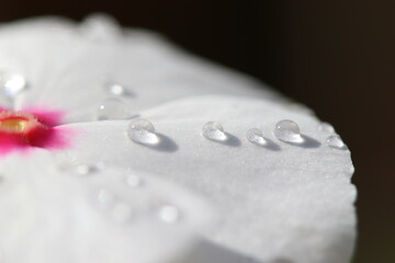 hearts made by rain drops on a white petal flower