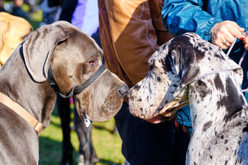 two Great Danes look each other in the eye close-up - obrazy, fototapety, plakaty