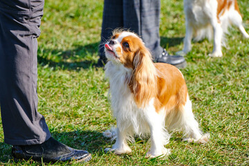 Cavalier King Charles spaniel looks at the owner and shows his tongue