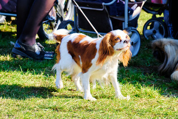 Cavalier's dog King Charles Spaniel on a walk