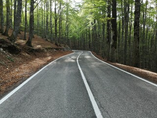 suggestive road in the woods