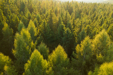 Aerial view of tree tops of young dense forest at sunlight.