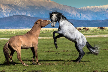 Obraz na płótnie Canvas Wild Mustang in California