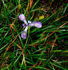 closeup wildflower wild iris in green grasses.