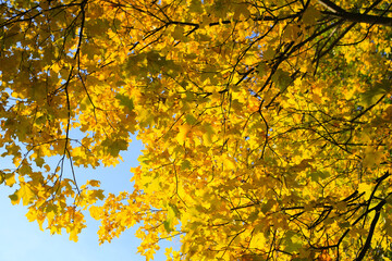 Bright autumn maple foliage illuminated by the sun