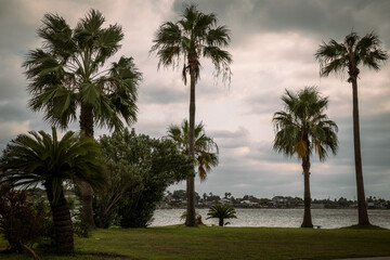 Fototapeta na wymiar Palms in Galveston, Texas