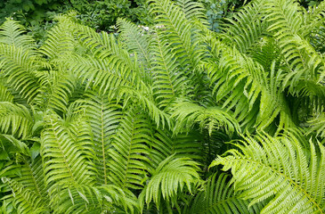 Fresh green foliage of fern bush after rain
