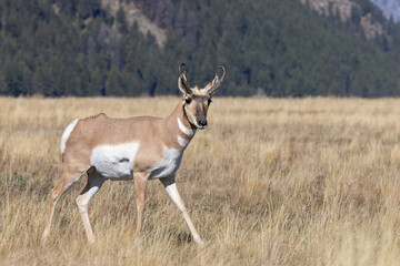 Pronghorn Antelope Buck in Grand Teton National Park Wyoming in Autumn
