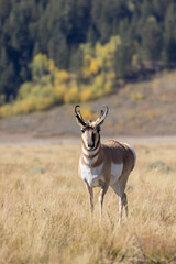 Obraz premium Pronghorn Antelope Buck in Grand Teton National Park Wyoming in Autumn 