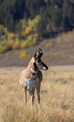 Pronghorn Antelope Buck in Grand Teton National Park Wyoming in Autumn
