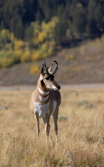 Pronghorn Antelope Buck in Grand Teton National Park Wyoming in Autumn
