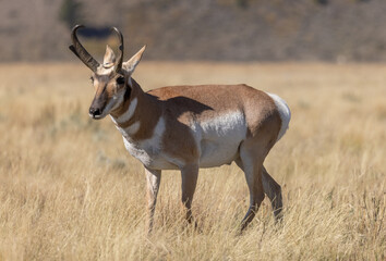 Pronghorn Antelope Buck in Grand Teton National Park Wyoming in Autumn
