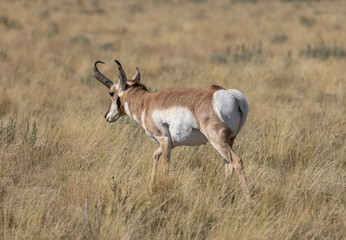 Pronghorn Antelope Buck in Grand Teton National Park Wyoming in Autumn
