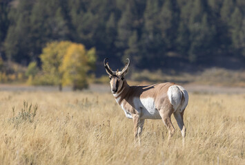 Pronghorn Antelope Buck in Grand Teton National Park Wyoming in Autumn
