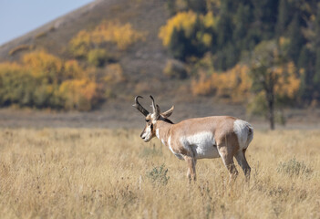 Naklejka na ściany i meble Pronghorn Antelope Buck in Grand Teton National Park Wyoming in Autumn 